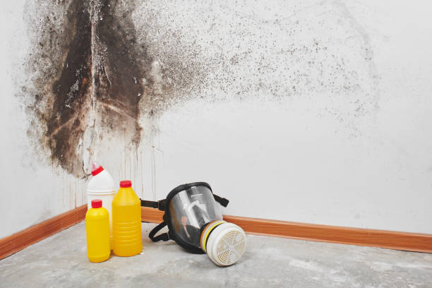 Best Affordable Mold Removal  in Blue Mound, TX