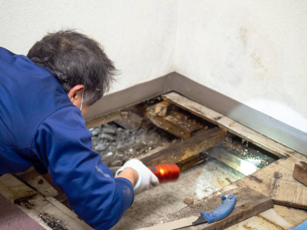 Trusted Blue Mound, TX Mold Removal Experts