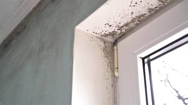 Best Mold Removal Company Near Me  in Blue Mound, TX
