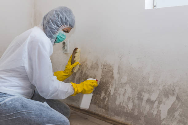 Best Fast Mold Removal  in Blue Mound, TX