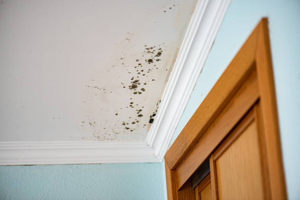 Best Certified Mold Removal  in Blue Mound, TX