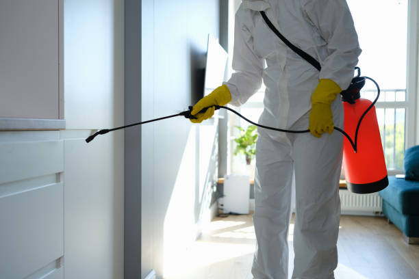 Best Black Mold Removal  in Blue Mound, TX