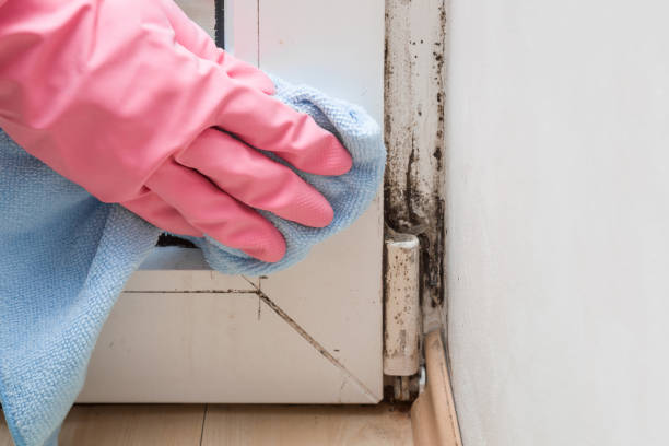 Best Office Mold Removal Services  in Blue Mound, TX
