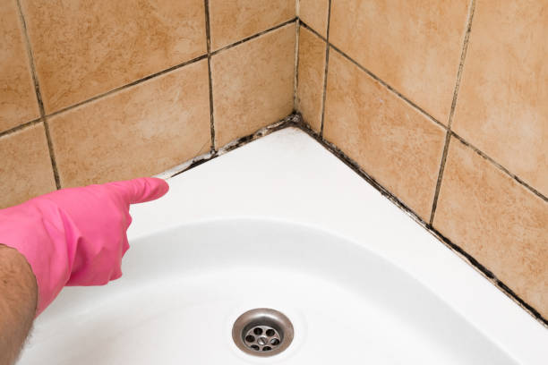 Reliable Blue Mound, TX Mold Removal Solutions
